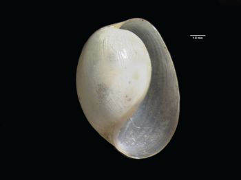 Media type: image; Malacology 297877